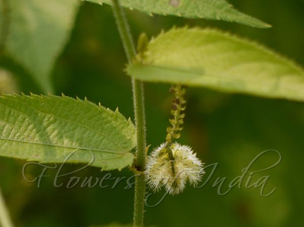 Bristly Climbing Nettle